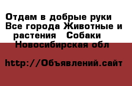 Отдам в добрые руки  - Все города Животные и растения » Собаки   . Новосибирская обл.